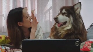 Bạn trai có thể không có nhưng chó thì nhất định phải nuôi(P4) | MYPET