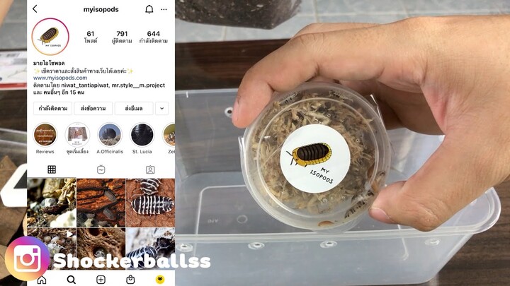 [ISOPOD]EP2 เริ่มต้นเลี้ยงไอโซพอด จัดตู้เลี้ยง isopod l shockerballs