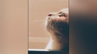 CapCut Chắc mn quên mình rồi 🥺🥺 đừng bỏ fl mình nhé ! ❤️ meomuoi xuhuong2021 xuhuongtiktokk meocute hoiyeumeo catnip cate tamtrangbuon flo