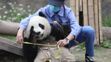 Measuring Panda Xue Bao