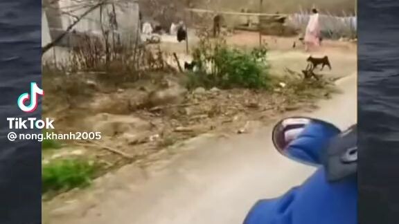 funny videos