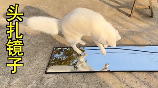 小狐狸第一次照镜子，跳起来头就往里扎，给我看懵了！