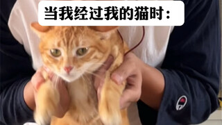 当我经过我的猫时