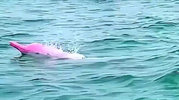 Pink Dolphin