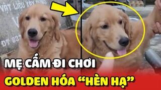 Thanh niên Gâu Đần hóa "HÈN HẠ" khi bị NÓC NHÀ không cho ĐI CHƠI 😂 | Yêu Lu