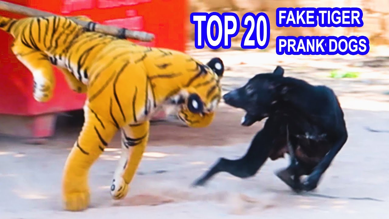 Fake tiger dog discount prank