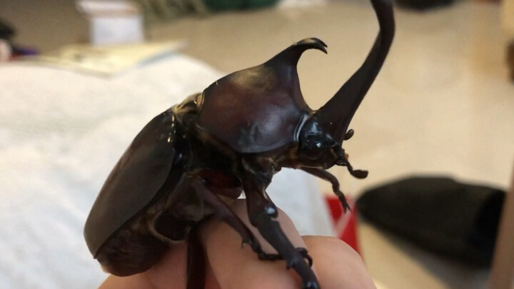 [Animals]Spending time in accompanying pet unicorn beetle