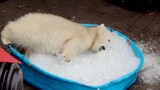 Funny Video. A Baby Polar Bear Plays with Ice for the First Time