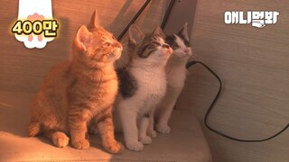 고마운 마음을 전하기 위해 경찰서에 새끼들을 맡긴 어미 고양이가 있습니다ㅣMother Cat Went To The Police Station For Her Kittens