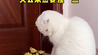 家里终于迎来了高智能防御机器人！擎天柱！我家猫看傻了哈哈哈哈 以后卧室这个门谁也别想进！#我与我家猫的卧室争夺战