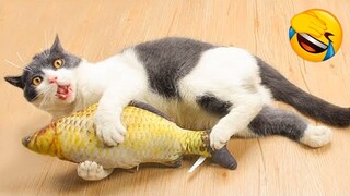 Funniest Cat Videos on the Planet #11 - Best Funny Animal Videos 2022 | Life Funny Pets