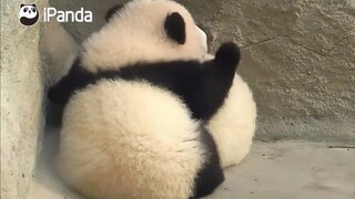 #大熊猫思念# 在外面睡可别着凉了 有我抱着就不冷啦～～～