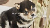Japanese owner takes care of a Shiba Inu with massive appetite