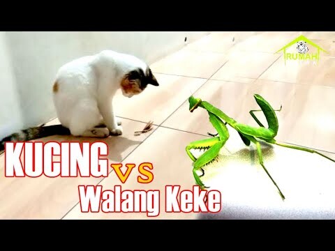 KUCING VS WALANG KEKEK