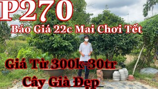 mai vàng chơi tết p270 | 0327526546 Nhân | báo giá 22 cây mai vàng chơi tết -  giá từ 300k-30tr