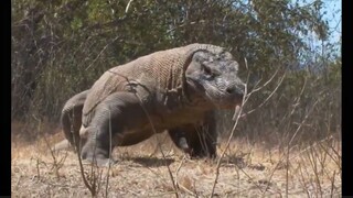 Padar Island Komodo Tour