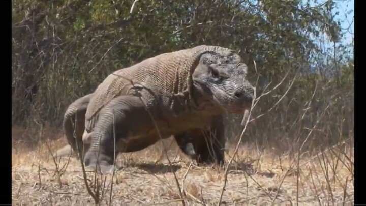 Padar Island Komodo Tour