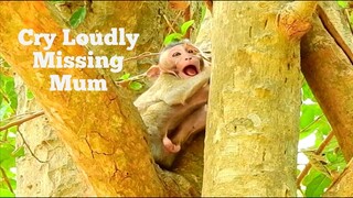 Baby Monkey Cry Loudly Missing Mum, Baby Monkey Lost Mum Cry To Call Mum Back