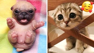 Cute Dogs And Cats That Will Make You Laugh 🥰 - Funny Animals Compilation #7 😂