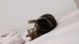 当同意猫猫上床睡觉后，他该有多么开心啊！