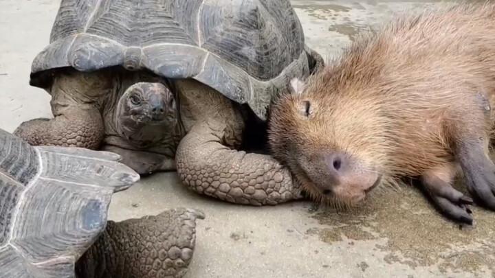 Động vật|Cuộc sống hòa thuận của rùa cạn và chuột lang nước