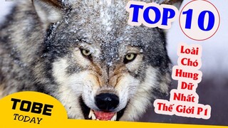10 Loài Chó Đến Thánh Cũng Phải Sợ! Có Con Số 2 Trong Nhà Cho Tiền Trộm Cũng Không Dám Vào (phần 2)