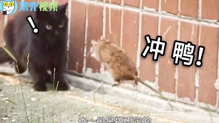 猫被老鼠追着跑？只怪这届大鼠太彪了……