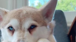 Make Copper’s day and follow us on Instagram (or Youtube): @ lifewithkleekai kleekai tiktokdogs cutepet loveyou