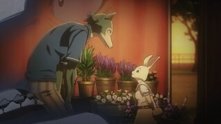 Beastars「AMV」Used to Be