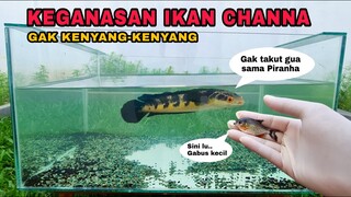 EKSPERIMEN: KERAKUSAN IKAN CHANNA MARU