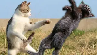 [Animals]Can Chinese animals do martial arts?|<Nan Er Dang Zi Qiang>