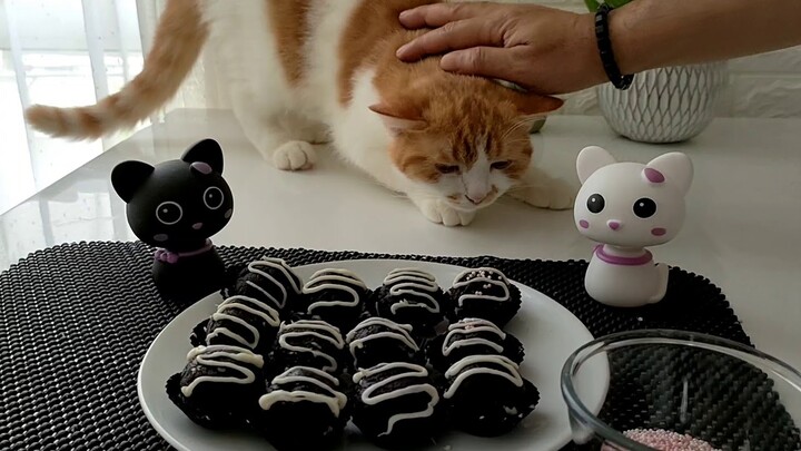 Anak Kucing Lucu Senengnya Nungguin Ummi Sofi Masak Kue