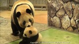 [Panda] Ayo pulang nak!