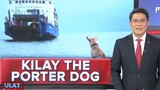 Viral Kilay The Porter Dog