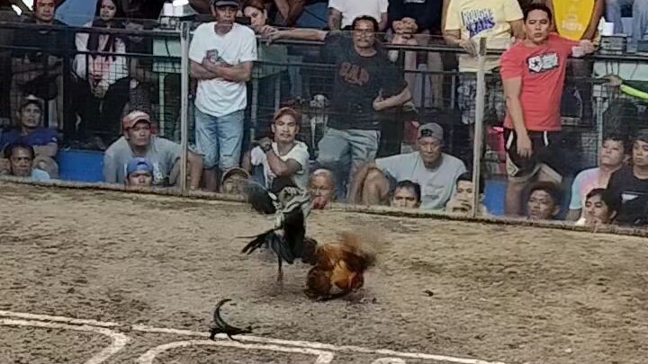 Team Hybreed gold lose tayo.  nabulag