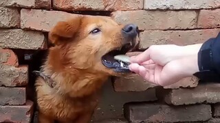 Video memberi makan anjing