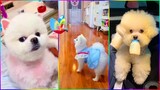 Funny and Cute Dog Pomeranian 😍🐶| Funny Puppy Videos #303