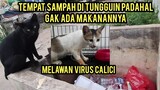 Kasihan Nasib Kucing-Kucing Ini Yang Pada Sakit  Dan Kelaparan Di Jalanan..!