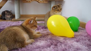 Cats Play With Balloons