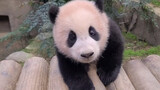 Panda Fubao dijemput pulang oleh pengasuh