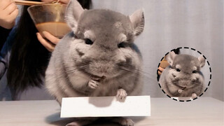 [My Neighbor Totoro] Siaran Chinchilla sedang makan~