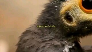 Burung Maleo | Hewan Endemik Langka Dan Unik Dari Pulau Sulawesi