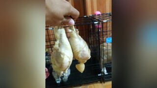 Thưởng đùi gà...yeucho yeuchomeo cún cúncon chó chómèo chócon chó_cưng chókhôn yeuchomeo cưng chócute pet dog dogsoftiktok doggo cat