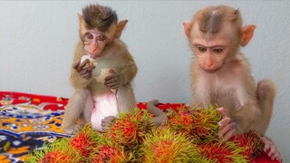 Wow surprise!! Little Toto & Yaya so happy when they seeing so many rambutan fruits in front of them