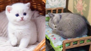 Stunning Super Cute Kittens In The World #7 | Cute VN