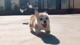 Cute dogs video compilation to light up your mood!