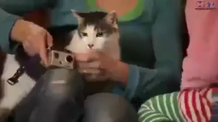 จะเกิดอะไรขึ้นเมื่อติดกล้องไว้กับแมว