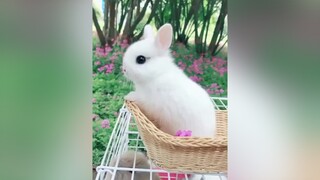 Cute rabbit thỏ tho thucung pet foryou