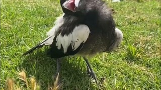 Chim ác là Úc đang tắm nắng trên bãi cỏ!