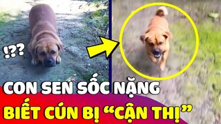 Độc lạ với chiếc cún 'BỊ CẬN THỊ' có một không hai khiến con Sen 'BẤT LỰC' chào thua 😅 | Gâu Đần